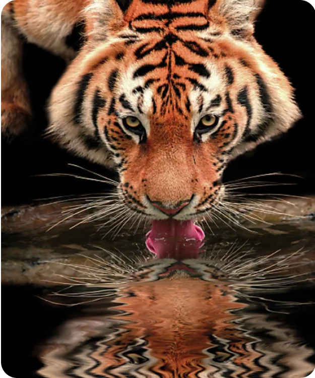 ChamAnimaux3